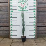 Cypruštek arizónsky (Cupressus arizonica) ´FASTIGIATA´ -  výška 90-110 cm, kont. C3L